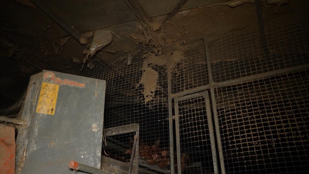 Explotación avícola en Llucmajor.