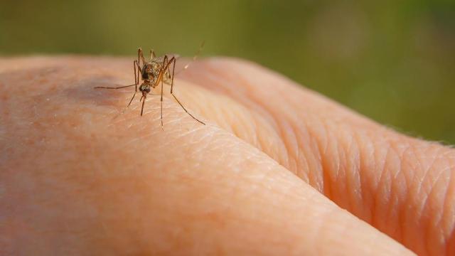 Un mosquito chupa sangre posado sobre una mano. Un mosquito chupa sangre posado sobre una mano.