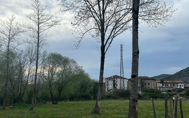 Zona del espacio natural de Tallarreta donde va a tener lugar la plantación del árboles / Ayuntamiento de Lemoa Zona del espacio natural de Tallarreta donde va a tener lugar la plantación del árboles