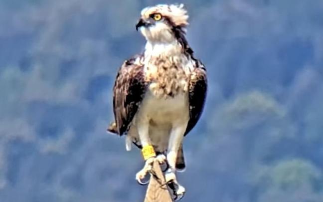 Jano se encuentra ahora en Urdaibai / U. B. C. Jano se encuentra ahora en Urdaibai