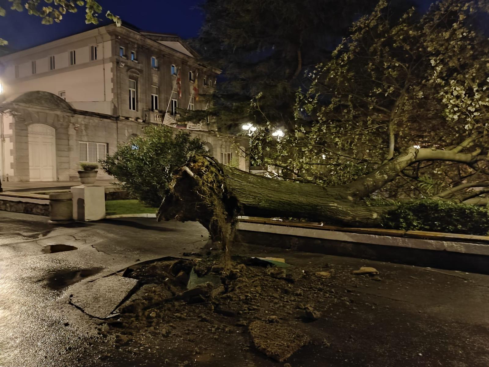 Árbol tumbado por el viento en el municipio de Trapagaran. Foto: Onda Vasca Árbol tumbado por el viento en el municipio de Trapagaran. Foto: Onda Vasca